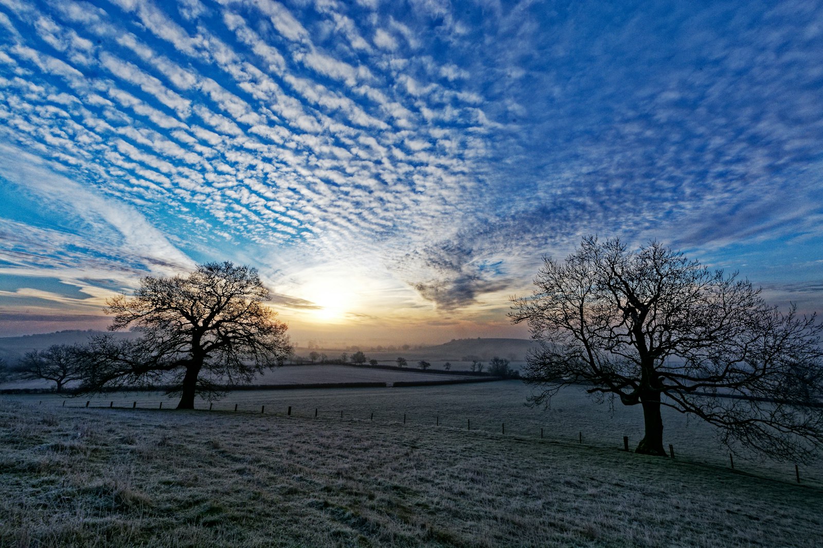 Low winter sun through bare trees on an overcast day